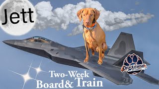 Vizsla, 3y/o, "Jett" | Outstanding Vizsla Obedience Training | Off Leash K9 Training Spokane