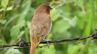 scaly breasted munia