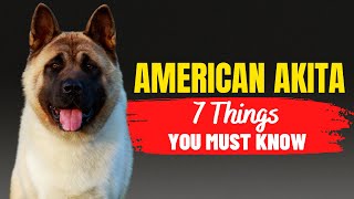 7 Crucial Factors to Consider Before Adopting an American Akita | Dogs Genesis