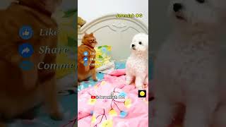 Funny animals 😂 funny videos | Try not to laugh 001