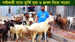 পাইকারী দামে তুর্কী দুম্বা ও ছাগল দিচ্ছেন ঢাকার জামিল ভাই goat farm