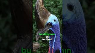 Dünyanın En Tehlikeli Kuşu! 🦤⚠️😱