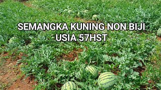 SEMANGKA KUNING NON BIJI USIA 57HST BUAH SUDAH BESAR #semangka