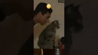 funny cat look