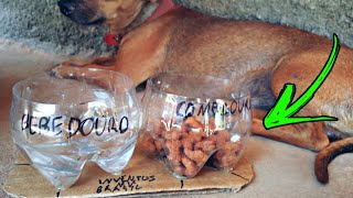 Como fazer um Comedouro e Bebedouro Caseiro para seu Pet! (RECICLAGEM)