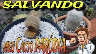 Salvando Cacto Paródia de podridão...Dicas do canal ...