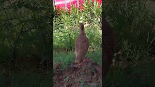 Grey francolin #pets #viral