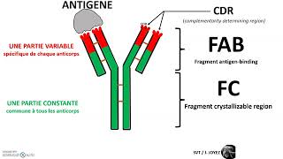 Caractéristiques des anticorps : relation structure fonction