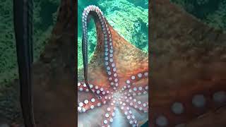 🐙 octopus