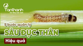 [CMCS] 5 bước quản lý sâu đục thân hiệu quả.