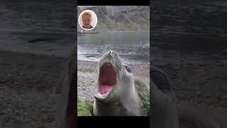 Seal Scream | Joe Reviews Animals