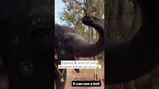 Elephant 🐘 at The @artofliving @BangaloreAshram can use a bell 🔔