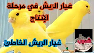 أسباب غيار الريش الخاطئ في مرحلة الإنتاج (ماذا أفعل؟؟؟؟)