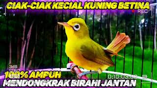 ciak kecial kuning betina memanggil jantan || bikin burung mu jadi jos dan gacor