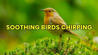 30 Minute Version of Soothing Birds Chirping Sound in Nature Ambiance- Relaxing Instrumental Music