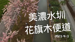 美濃 獅子頭水圳 花旗木道 （4K空拍）