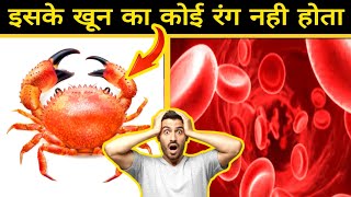 केकरे का खून रंगहीन होता है 😱 amazing facts about kekra#shorts