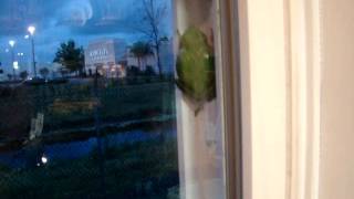 green tree frog - northwest florida - Hyla Cinerea