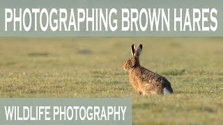 Photographing Brown Hares on a beautiful frosty morning.