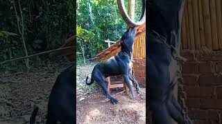 cara melatih otot dan rahang gigitan anjing pitbull.. #training muscle pitbull terrier