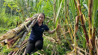 Harvest super sweet giant purple sugar cane goes to the market sell - Cooking | Ly Thi Tam