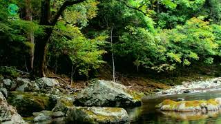 Sons Relaxantes da Natureza com Canto dos Pássaros