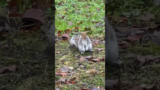 Hungry Squirrel #shorts #squirrel