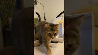 Funny Cat Videos😻#subscribe #cat #shortsvideo #shortvideo #shorts #short#funny #funnyvideo#catlover