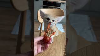 #fennec #дикиеживотные #лис #лиса #фенек #fennecfox #домашниеживотные #домашнийзоопарк