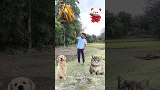 26Jun 2024,tedi to,dog,cat,,manki, houres, spining magic VFX short video,, viral, trending #