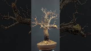 Hawthorn Bonsai