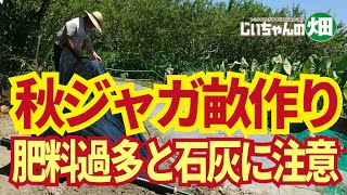 秋ジャガイモ畝づくりのポイント。8月末までにやっておきたいジャガイモの畝作り。肥料は少なめ、石灰は入れないのが基本です。8/14