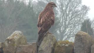 Buzzard Close Up Busy Road    12.1.12.   6