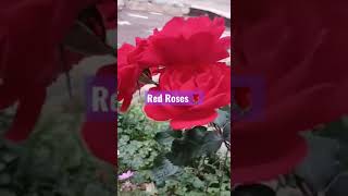 Red Roses #shorts #my #mylittlejungle #shortvideo #plant #rose