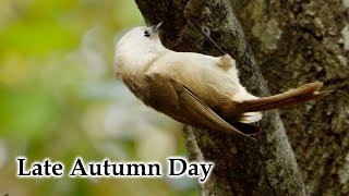 Late Autumn Day with Mallards, Whiteheads & Silvereyes #4k #birds #birdsong #newzealand