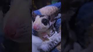 mosaic sugar glider #animals #pets #animals #animal #sugarglider #sugargliders #wildlife #pet #cute