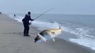 un cardumen de striped llego ala orilla y tubimos suerte de atrapar algunos en sandy hook