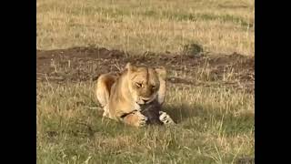 Lioness Feasts on Baby Warthog 🦁🐗😮👀