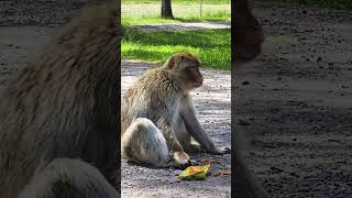 Naughty monkey steels the snacks from a little boy