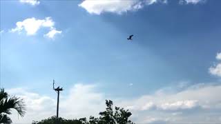 Pink Shell Juvenile Osprey (#18-1514) Release