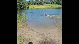 My Dog really loves Water! #dogshorts #swimming #water #dog