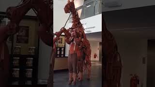 Men Made Horse #shorts #shortvideo #viral