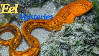 Exploring Eels Mysteries