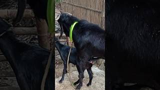 Lots of two goats they do very beautiful surprising shoots we enjoy 2024|Episode/48