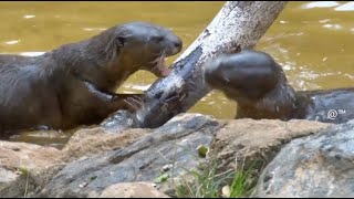 Seal Fighting ( നീർ നായ )