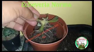 Echeveria Norma como propaga parte 1#suculentas#loucos por plantas🏜️🪴🌱🌺💐🥰(1)