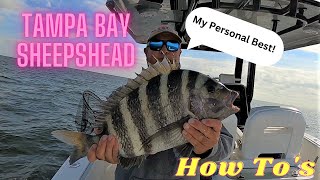 My PB Tampa Bay Sheepshead!  How to Sheepshead fishing in open water!