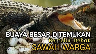 BUAYA BESAR DITANGKAP, TIBA-TIBA MUNCUL DEKAT SAWAH DAN BERTELUR