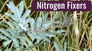 Nitrogen Fixing Plants - Why You Should Plant Them