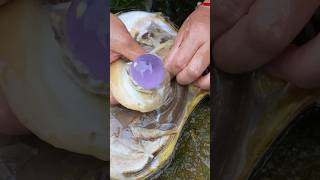 Pearl in Oyster || #short #shortvideo #gemstone #quartz #shorts #stone